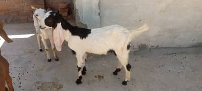 5 Goats for sell