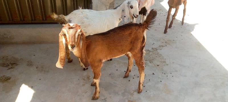 5 Goats for sell 2