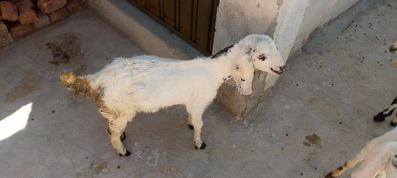 5 Goats for sell 4