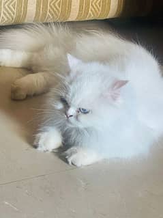 white triple coated Persian cat