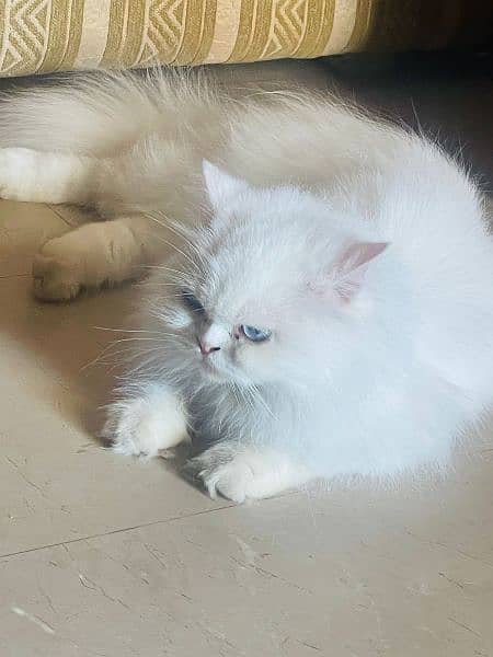 white triple coated Persian cat 0