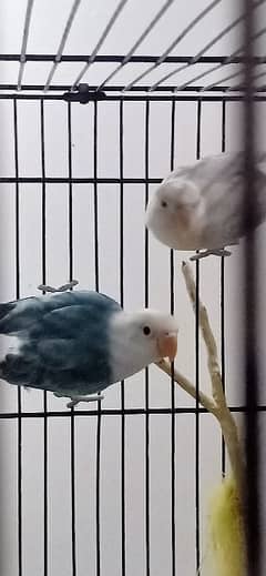 Love birds, Split Pale fellow, cremino Albino, Parblues