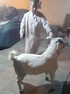 goat for qurbani plZ contact on 03320336706 wattsapp
