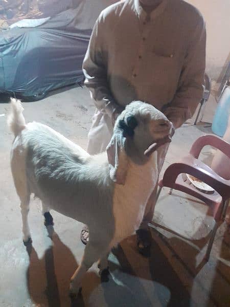goat for qurbani 1