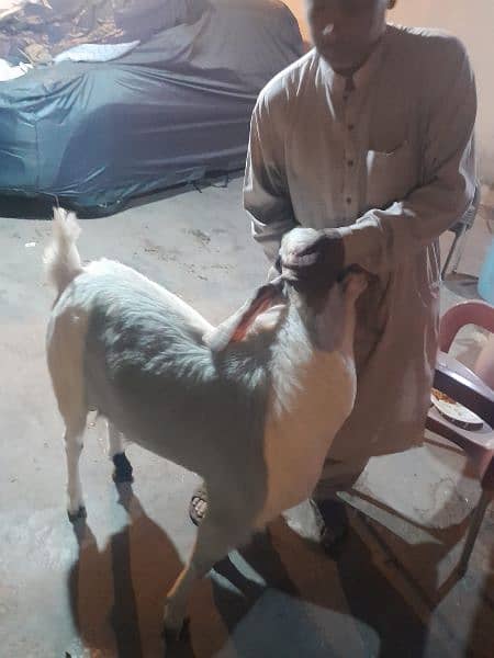 goat for qurbani 2