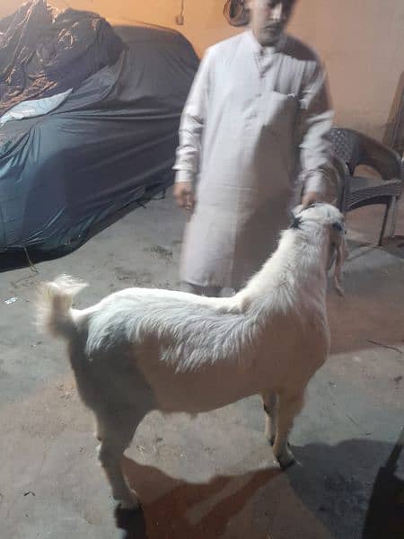 goat for qurbani 4