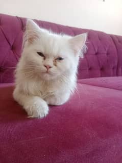 Russian Male kitten cat