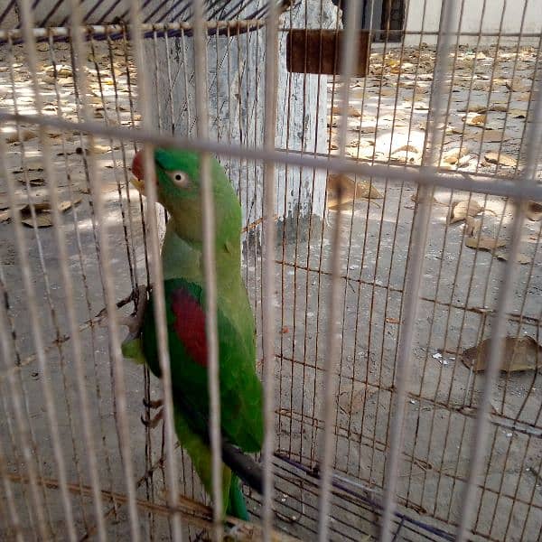 Raw parrot 5