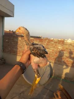 Pure Aseel Shamo Chick 2 Month