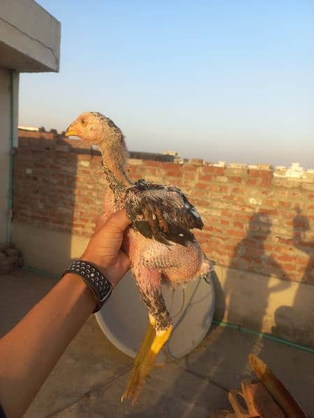 Pure Aseel Shamo Chick 2 Month 0