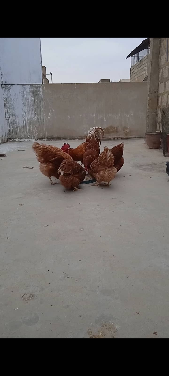 lohman brown chicks hens & fertile& unfertile eggs available 0
