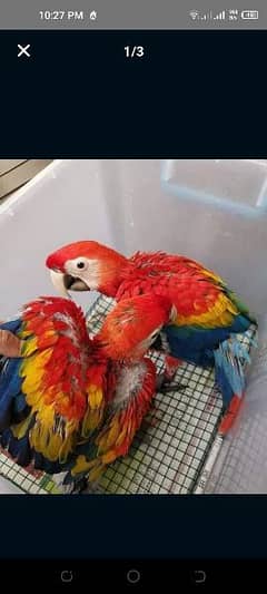 red Macaw parrot 03262134833