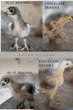 Brahma Chicks