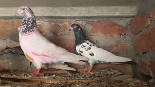 Sialkoti goldan ferozpuri kamagar pigeons for sale.