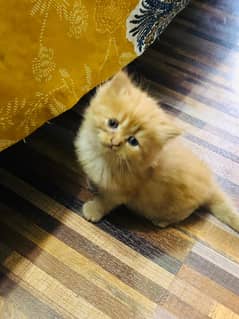 Persian | Cat | Kitten | Tripple coat | Double coat kitten | Cato
