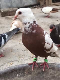 active pigeons
