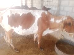 Cross breed cow 5 kg milk with wacha