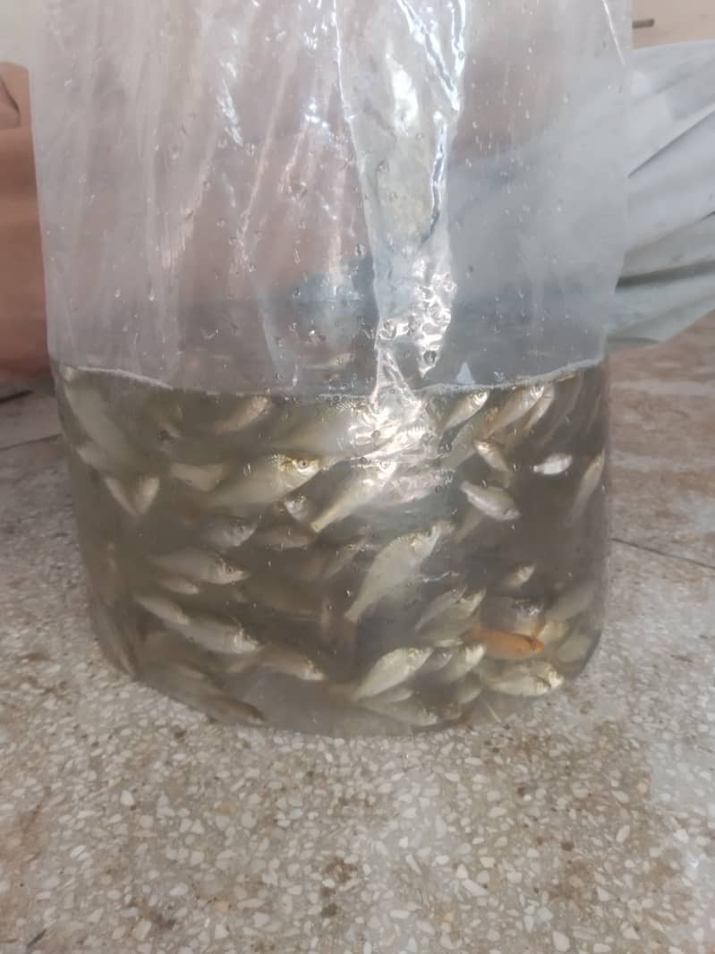 Fish Seed ( مچھلی بچہ) 3