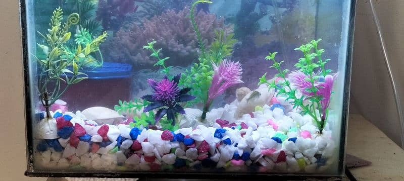 almost new Fish Aquarium 1