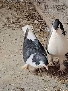 sherazi pigeon and breeder birds