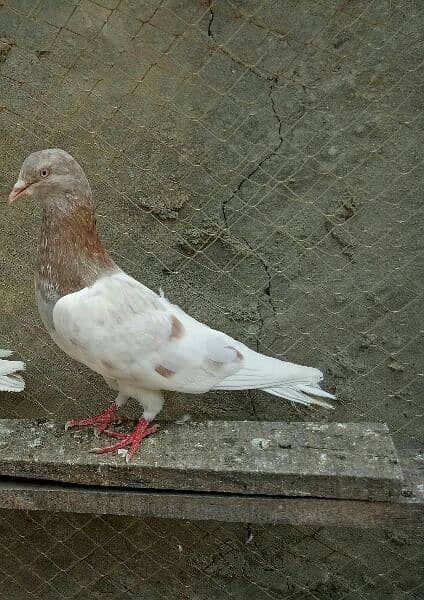 pigeon for sale 0