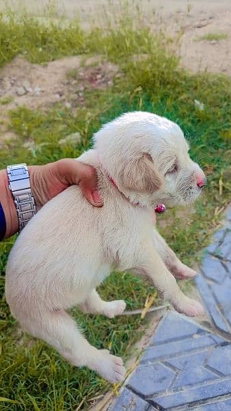 Labrador puppy 2