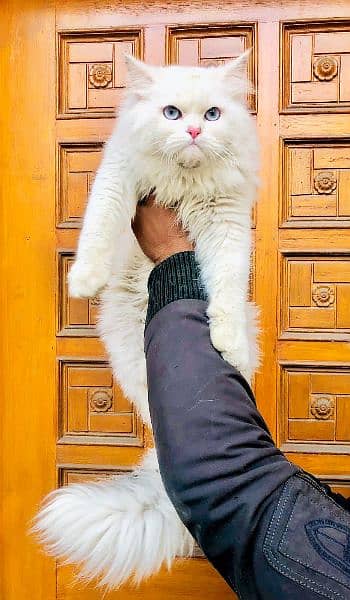 Persian Kitten | Punch face | Tripple coat | Persian Cat | Doll face | 7