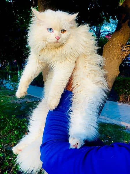 Persian Kitten | Punch face | Tripple coat | Persian Cat | Doll face | 19