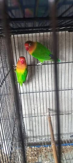 Fisher com lovebirds and Cage box