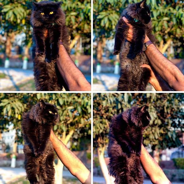 Persian Kitten | Punch face | Tripple coat | Persian Cat | Doll face | 16