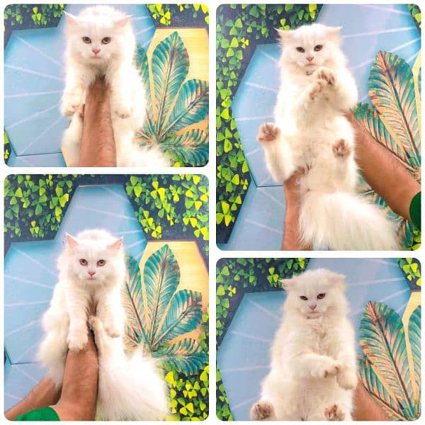 Persian Kitten | Punch face | Tripple coat | Persian Cat | Doll face | 4