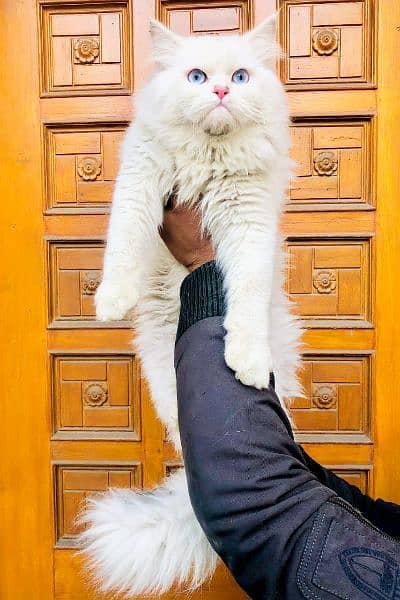 Persian Kitten | Punch face | Tripple coat | Persian Cat | Doll face | 6