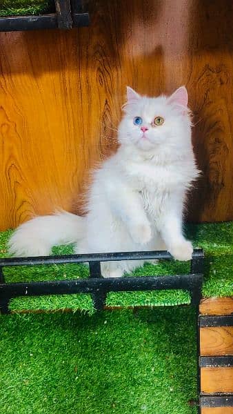 Persian Kitten | Punch face | Tripple coat | Persian Cat | Doll face | 12