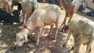 Chatra bakra Sheep
