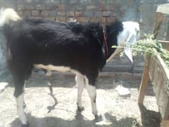 qurbani k dunday bakry for sale