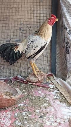 2 White Hera Aseel Rooster +1 Jawa Rooster Young Urgent  For Sale