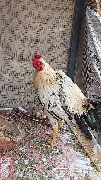 2 White Hera Aseel Rooster +1 Jawa Rooster Young Urgent  For Sale 1