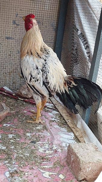 2 White Hera Aseel Rooster +1 Jawa Rooster Young Urgent  For Sale 2