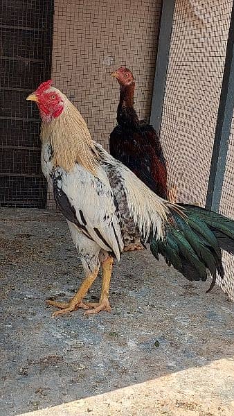 2 White Hera Aseel Rooster +1 Jawa Rooster Young Urgent  For Sale 3