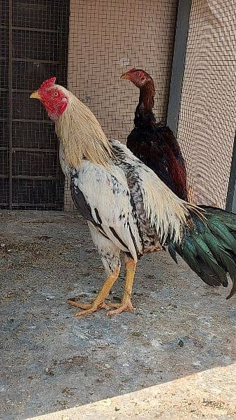 2 White Hera Aseel Rooster +1 Jawa Rooster Young Urgent  For Sale 4
