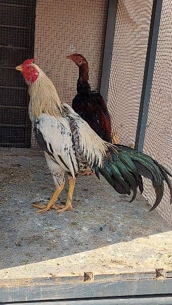 2 White Hera Aseel Rooster +1 Jawa Rooster Young Urgent  For Sale 5
