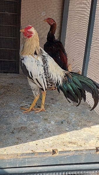 2 White Hera Aseel Rooster +1 Jawa Rooster Young Urgent  For Sale 6