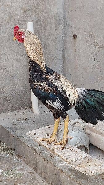 2 White Hera Aseel Rooster +1 Jawa Rooster Young Urgent  For Sale 7