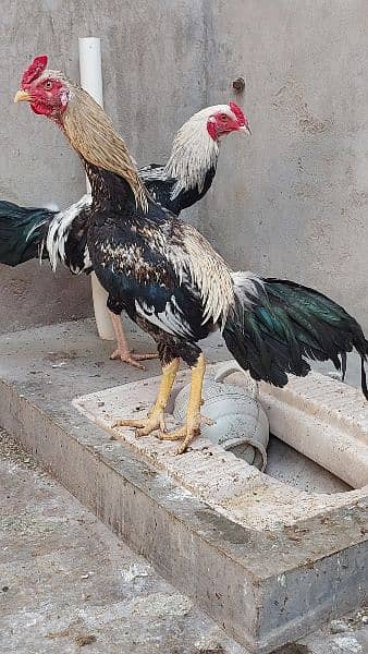 2 White Hera Aseel Rooster +1 Jawa Rooster Young Urgent  For Sale 8