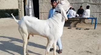 Rajanpuri Bakra For Sale (Call Number:03248391654)