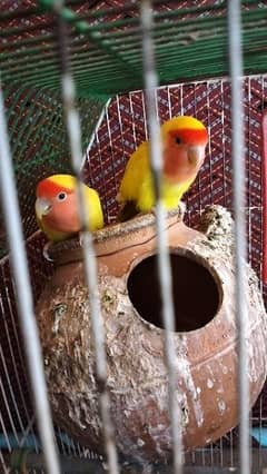 love birds I wants to sale in reliable price 0
