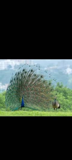 peacocks adult,chicks,pathy r available. cargo possible all over pak