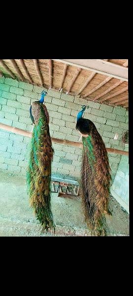 peacocks adult,chicks,pathy r available. cargo possible all over pak 2