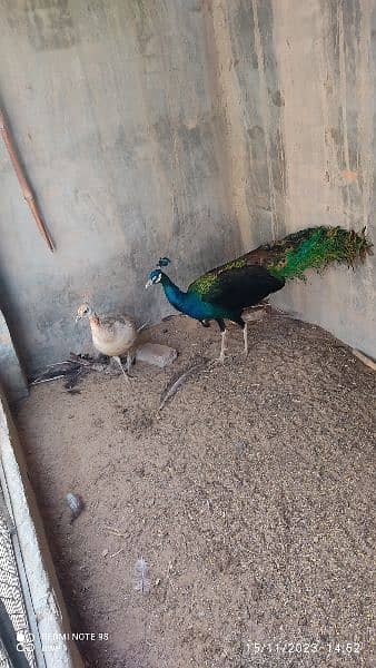 peacocks adult,chicks,pathy r available. cargo possible all over pak 5