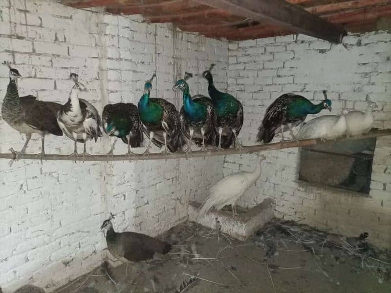 peacocks adult,chicks,pathy r available. cargo possible all over pak 6